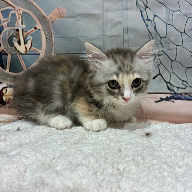 福岡県のマンチカン (犬の家＆猫の里トリアス久山店/2026年7月8日生まれ/女の子/ブルーシルバーパッチドタビー)の子猫の4枚目の画像