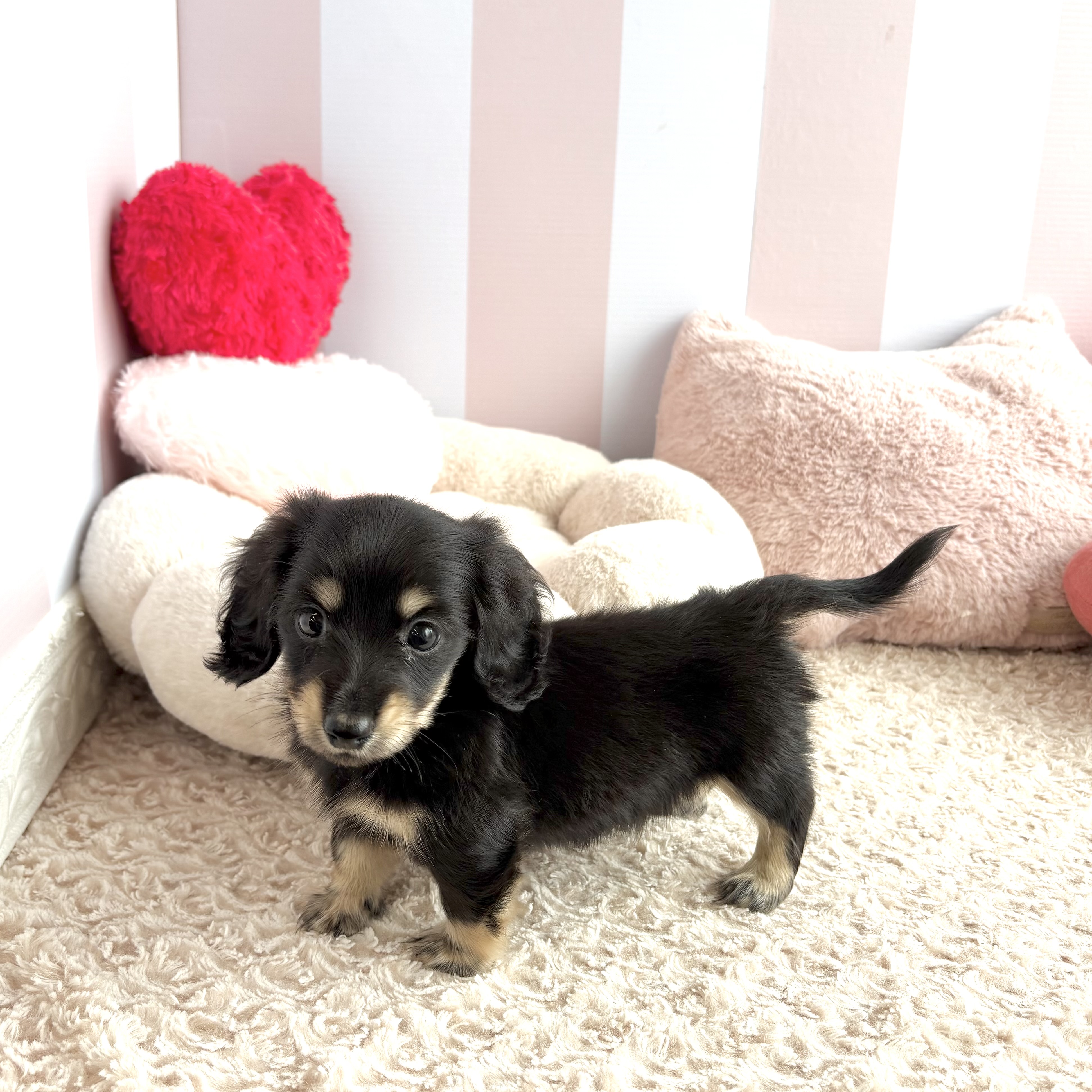 岡山県のカニンヘンダックスフンド(ロング) (犬の家＆猫の里倉敷中庄店/2026年7月11日生まれ/男の子/ブラックイエロー)の子犬の4枚目の画像