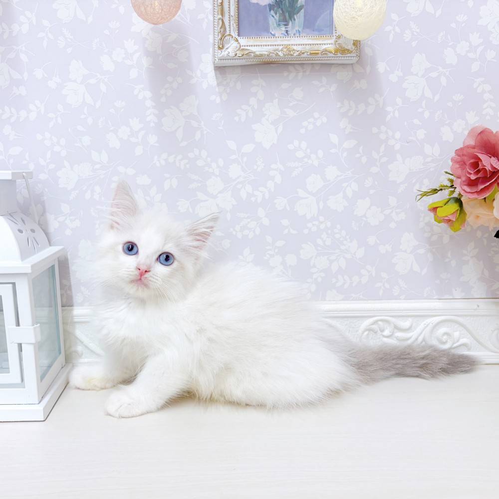 富山県のラグドール (犬の家＆猫の里アミーゴ山室店/2026年7月4日生まれ/女の子/ブルーポイントバイカラー)の子猫の4枚目の画像