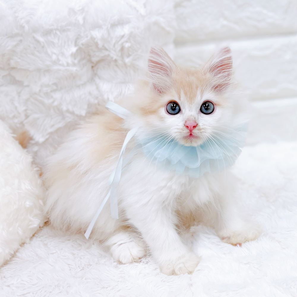 福井県のノルウェージャンフォレストキャット (犬の家＆猫の里アミーゴ福井店/2026年6月21日生まれ/男の子/クリームホワイト)の子猫の4枚目の画像