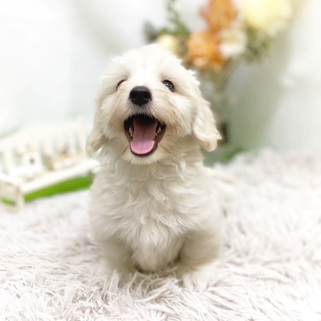 マルックス(マルチーズ×ダックス)の子犬|ペットミー