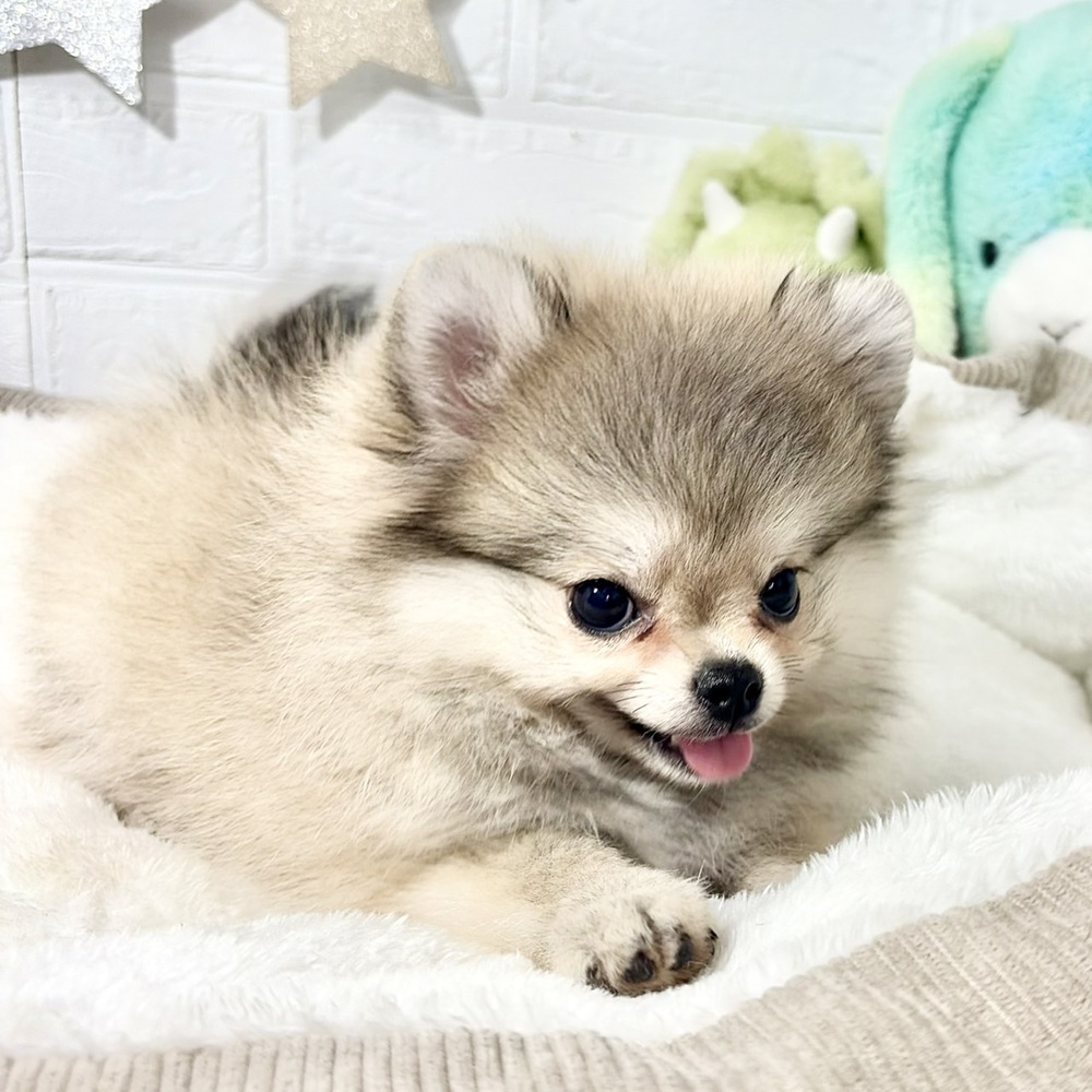 兵庫県のポメチワ/チワポメ/ポメチー(ポメラニアン×チワワ) (犬の家＆猫の里ニッケパークタウン加古川店/2026年7月11日生まれ/女の子/フォーン)の子犬の4枚目の画像