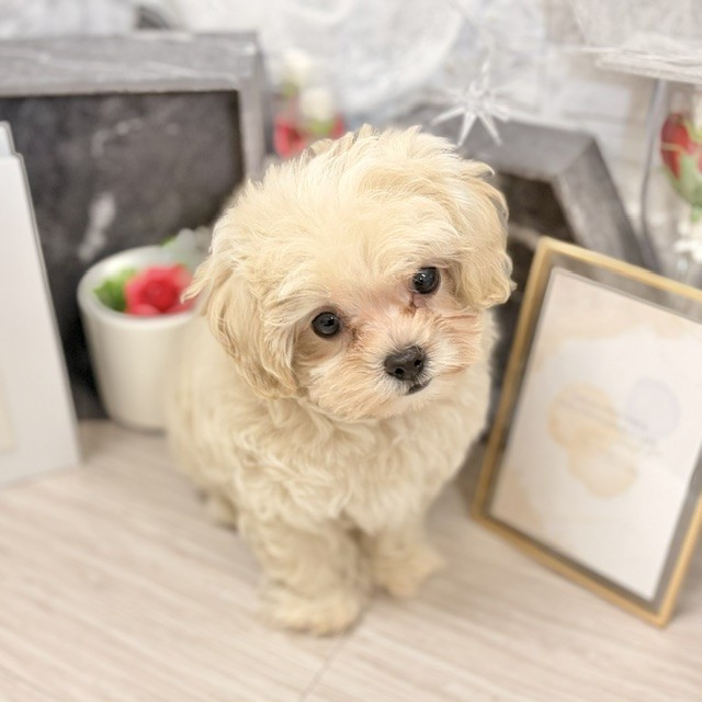 千葉県のマルプー(マルチーズ×プードル) (犬の家＆猫の里ワンズモール稲毛店/2026年7月11日生まれ/女の子/クリーム)の子犬の4枚目の画像