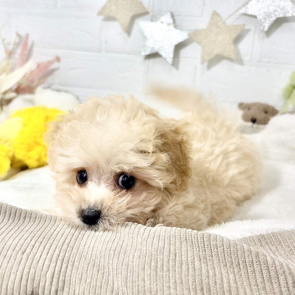 兵庫県のマルプー(マルチーズ×プードル) (犬の家＆猫の里ニッケパークタウン加古川店/2026年7月12日生まれ/男の子/クリーム)の子犬の4枚目の画像