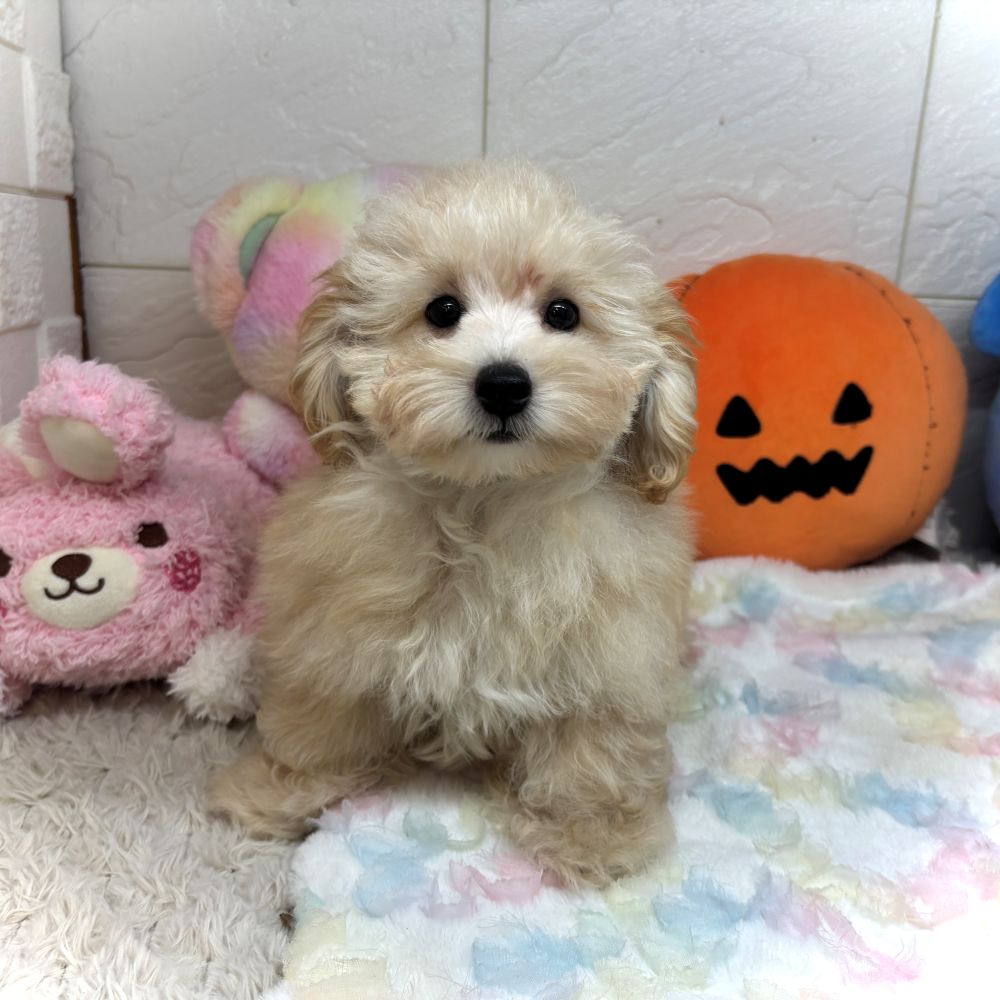 兵庫県のマルプー(マルチーズ×プードル) (犬の家＆猫の里ゆめタウン姫路店/2026年7月9日生まれ/男の子/アプリコット)の子犬の4枚目の画像