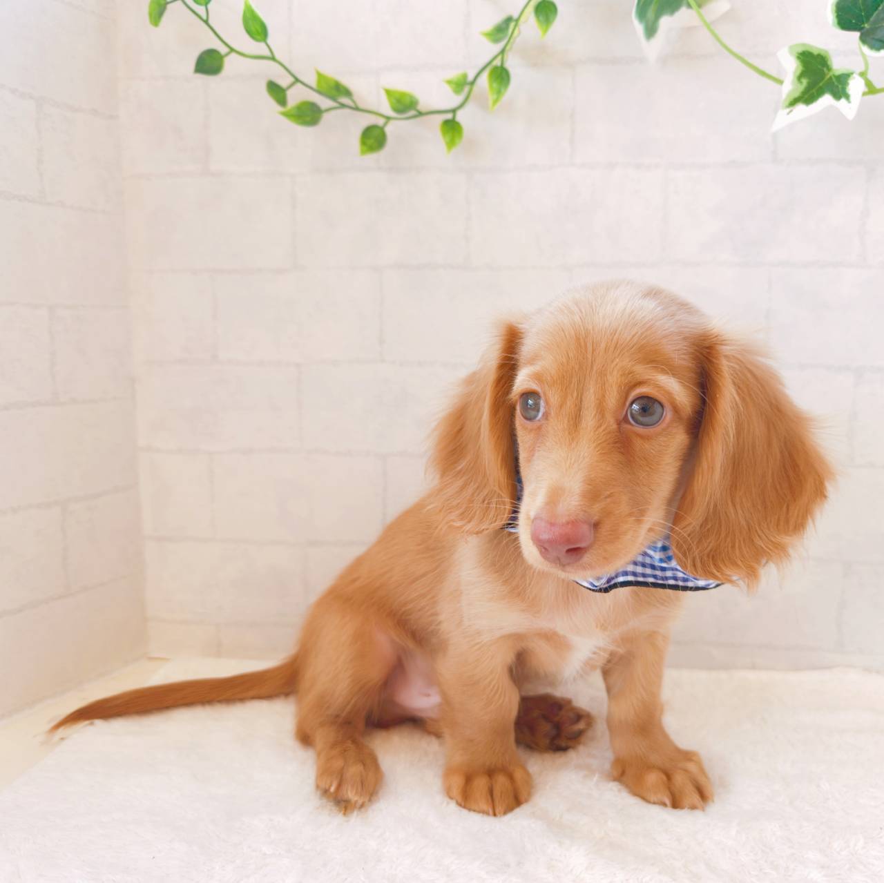 石川県のミニチュアダックスフンド(ロング) (犬の家＆猫の里金沢店/2026年7月9日生まれ/男の子/レッド)の子犬の4枚目の画像