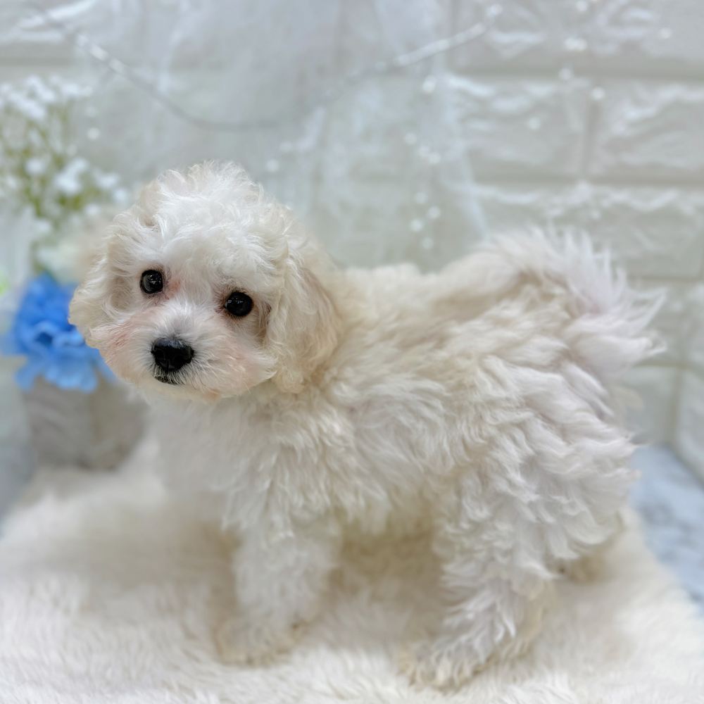 福井県のマルプー(マルチーズ×プードル) (犬の家＆猫の里アミーゴ福井大和田店/2026年7月11日生まれ/男の子/クリーム)の子犬の4枚目の画像