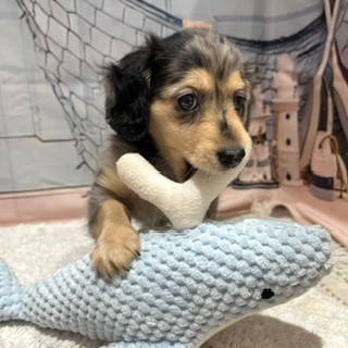 福岡県のミニチュアダックスフンド(ロング) (犬の家＆猫の里トリアス久山店/2026年7月8日生まれ/男の子/シルバーダップル)の子犬の4枚目の画像