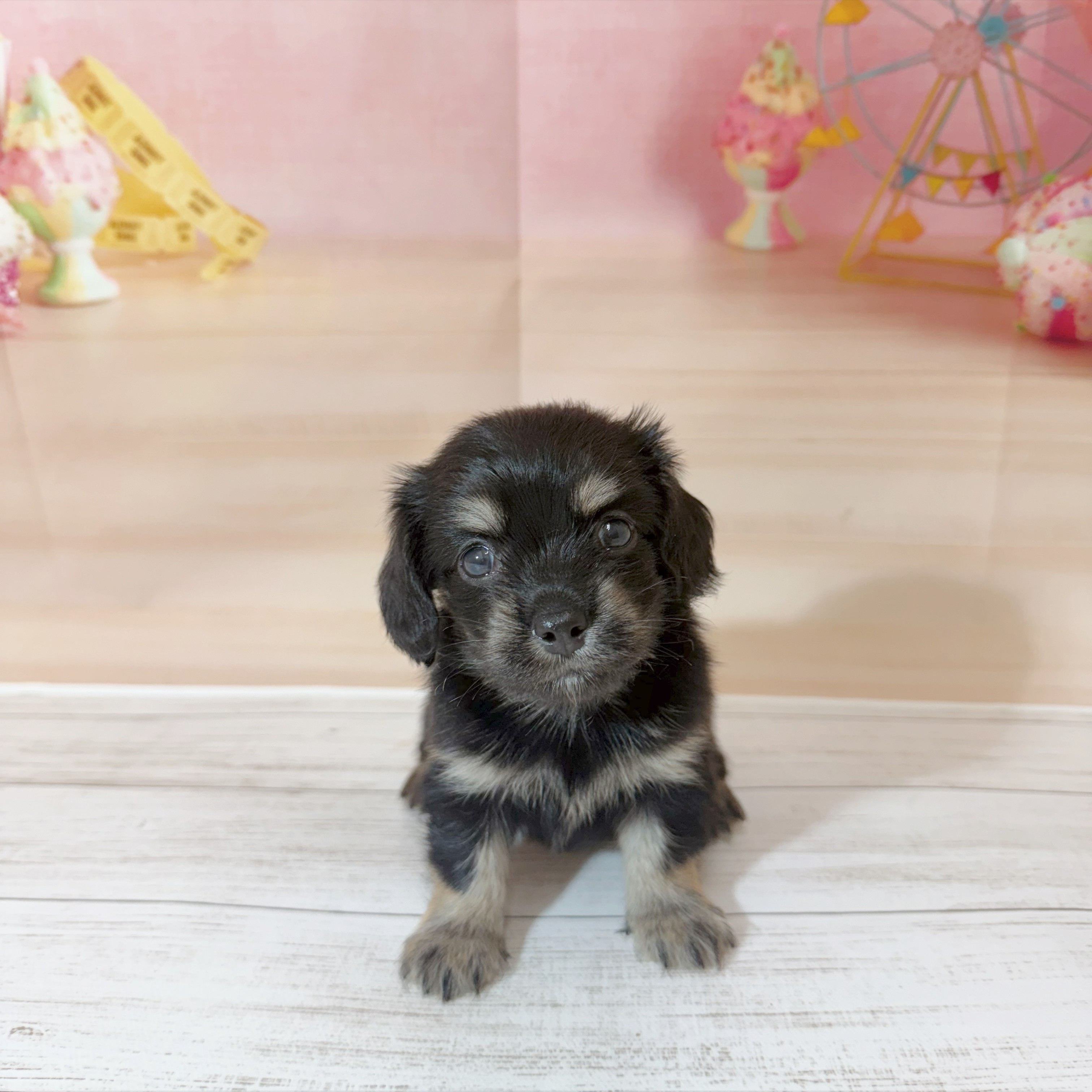 兵庫県のチワックス(チワワ×ダックス) (犬の家＆猫の里尼崎店/2026年7月11日生まれ/女の子/ブラックタン)の子犬の1枚目の画像