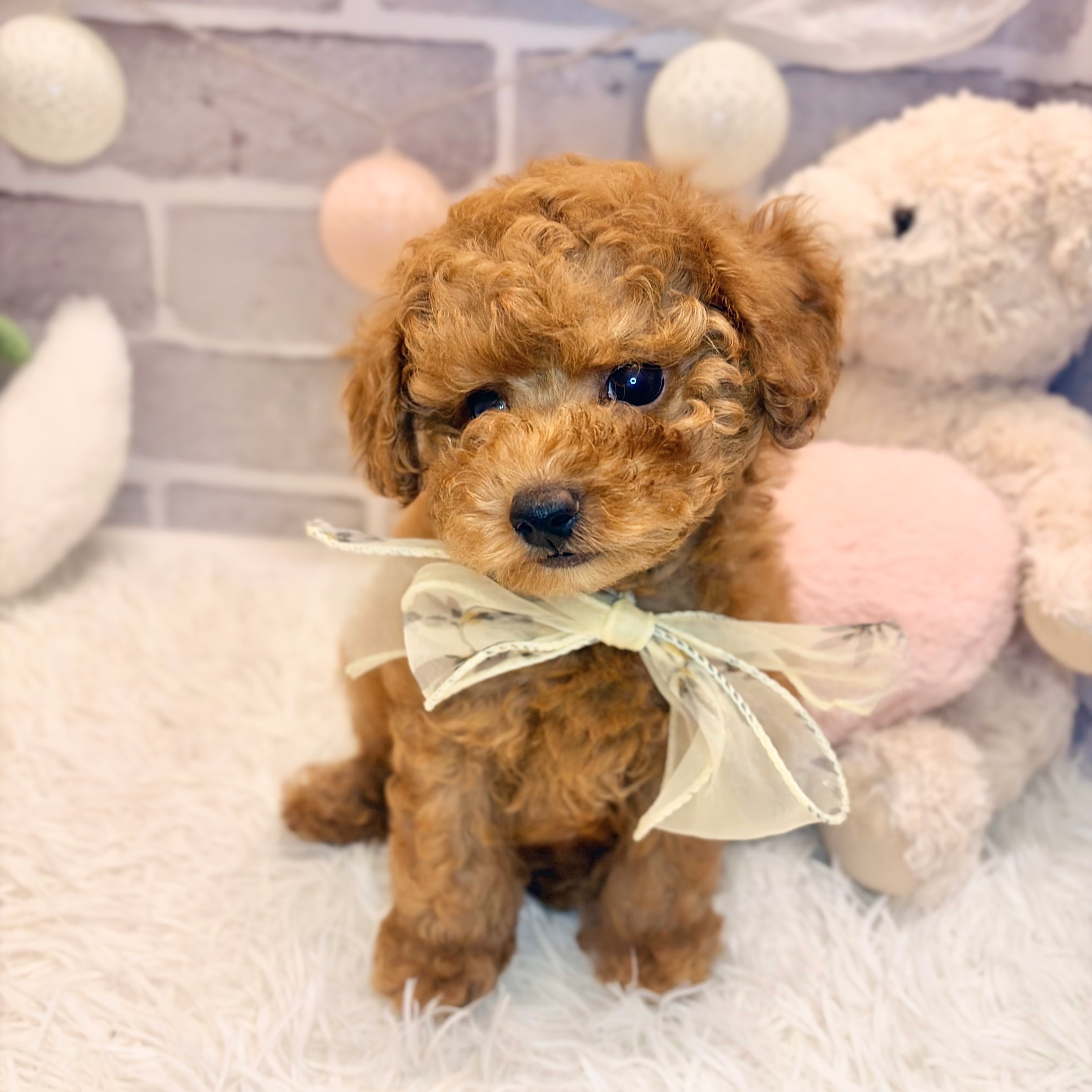 兵庫県のトイプードル(トイ) (犬の家＆猫の里神戸店/2026年7月11日生まれ/男の子/レッドフォーン)の子犬の4枚目の画像