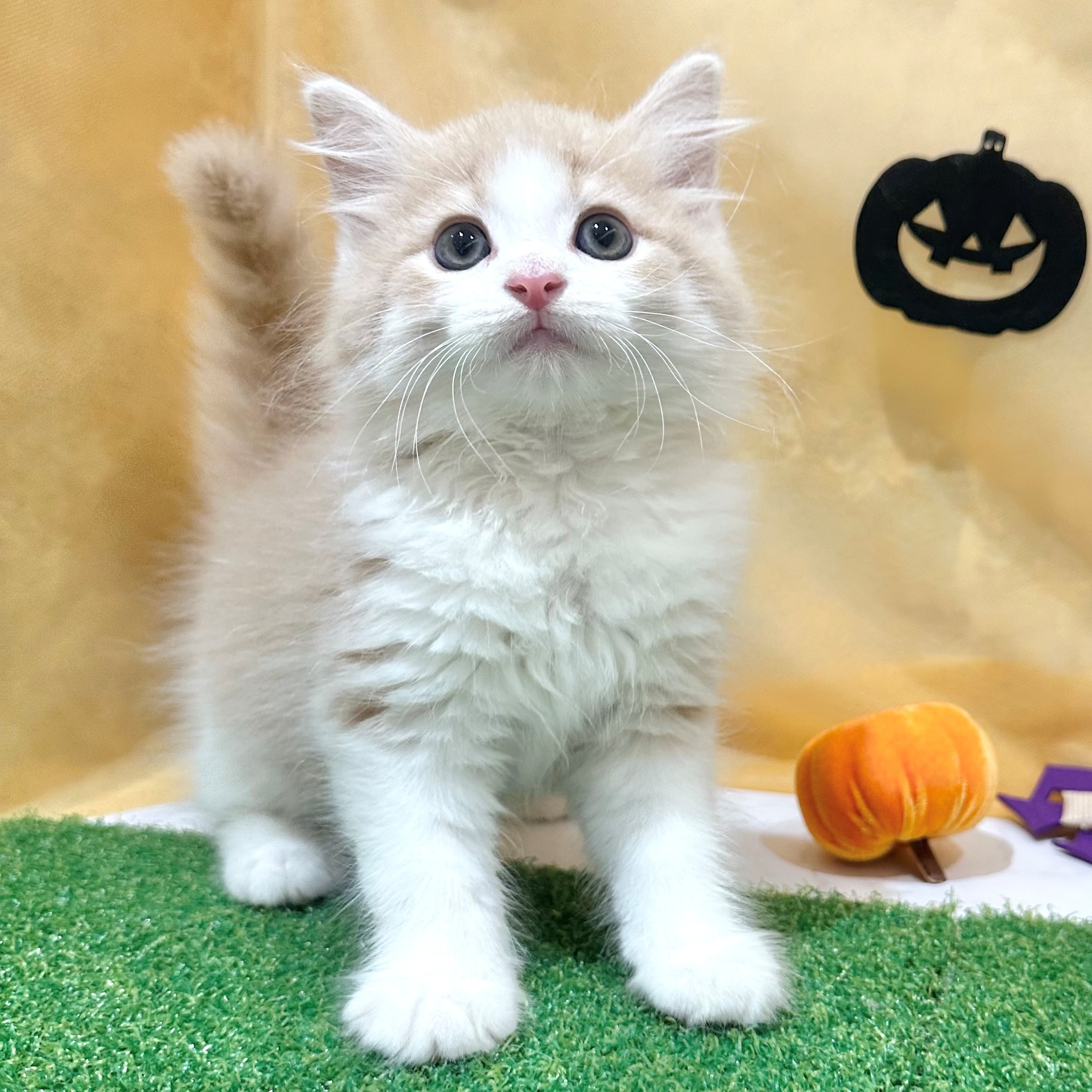 福岡県のノルウェージャンフォレストキャット (犬の家＆猫の里くりえいと宗像店/2026年7月11日生まれ/男の子/クリームホワイト)の子猫の4枚目の画像