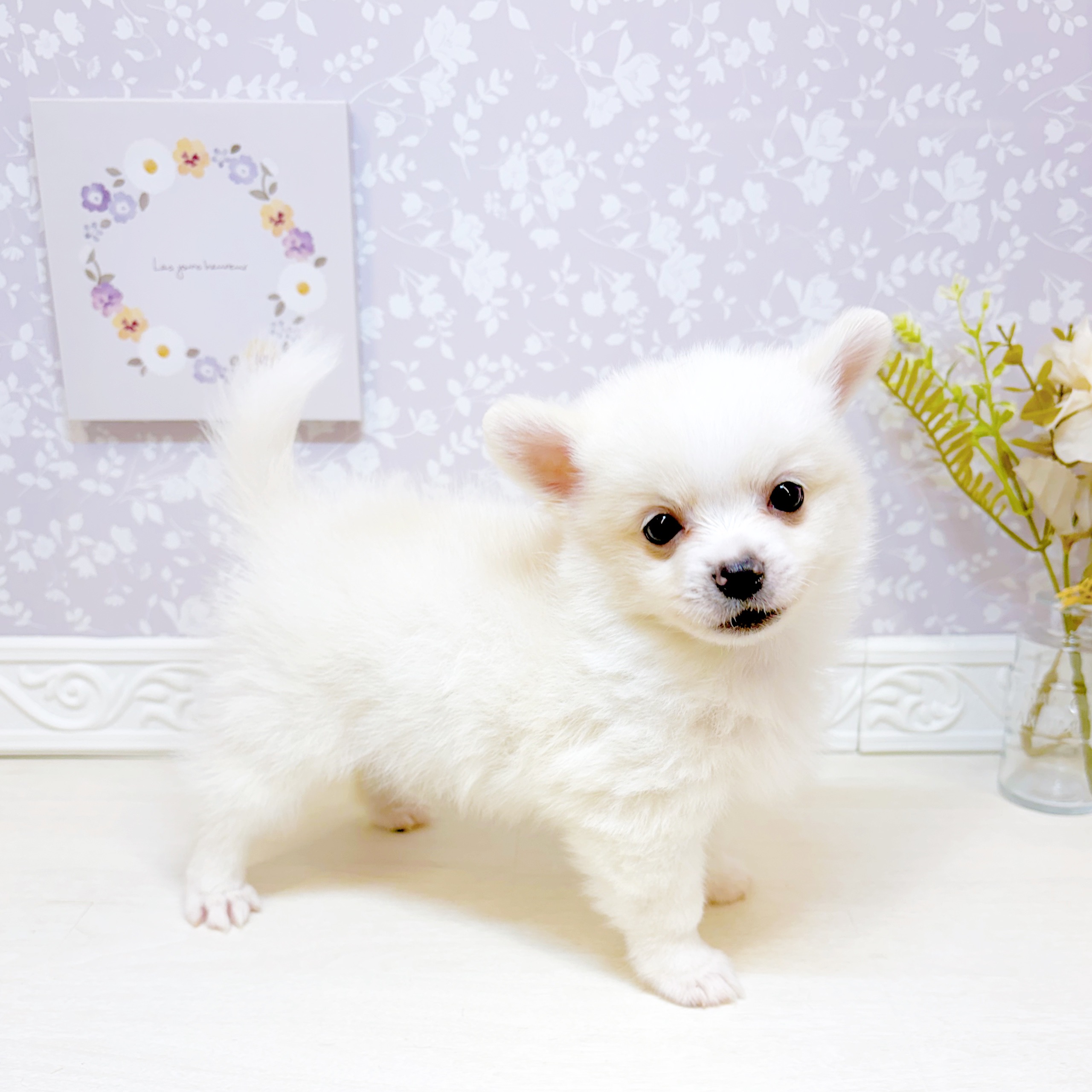 石川県のポメチワ/チワポメ/ポメチー(ポメラニアン×チワワ) (犬の家＆猫の里アミーゴ金沢おこばた店/2026年7月10日生まれ/男の子/クリーム)の子犬の4枚目の画像
