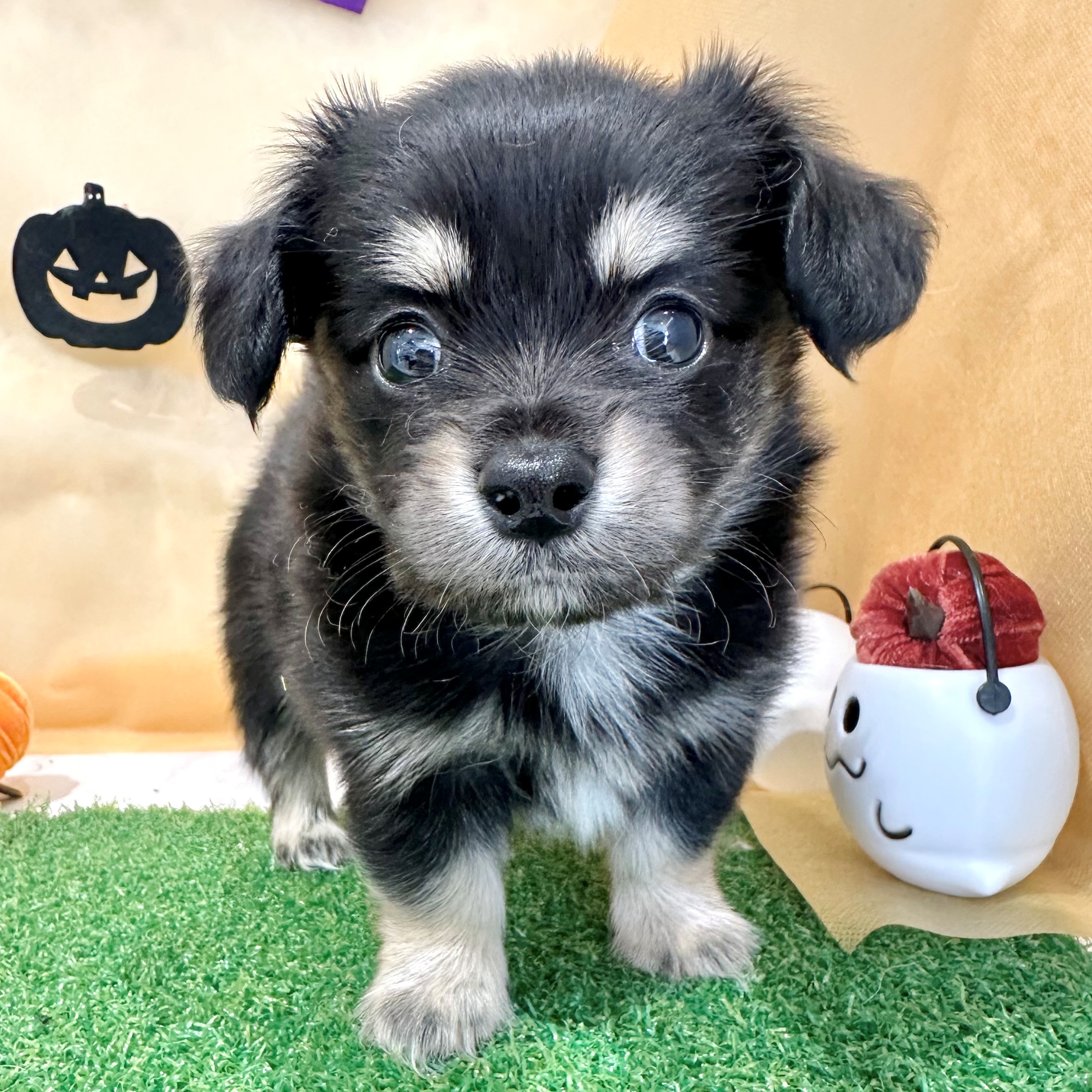 福岡県のチワックス(チワワ×ダックス) (犬の家＆猫の里くりえいと宗像店/2026年7月12日生まれ/男の子/ブラッククリーム)の子犬の4枚目の画像