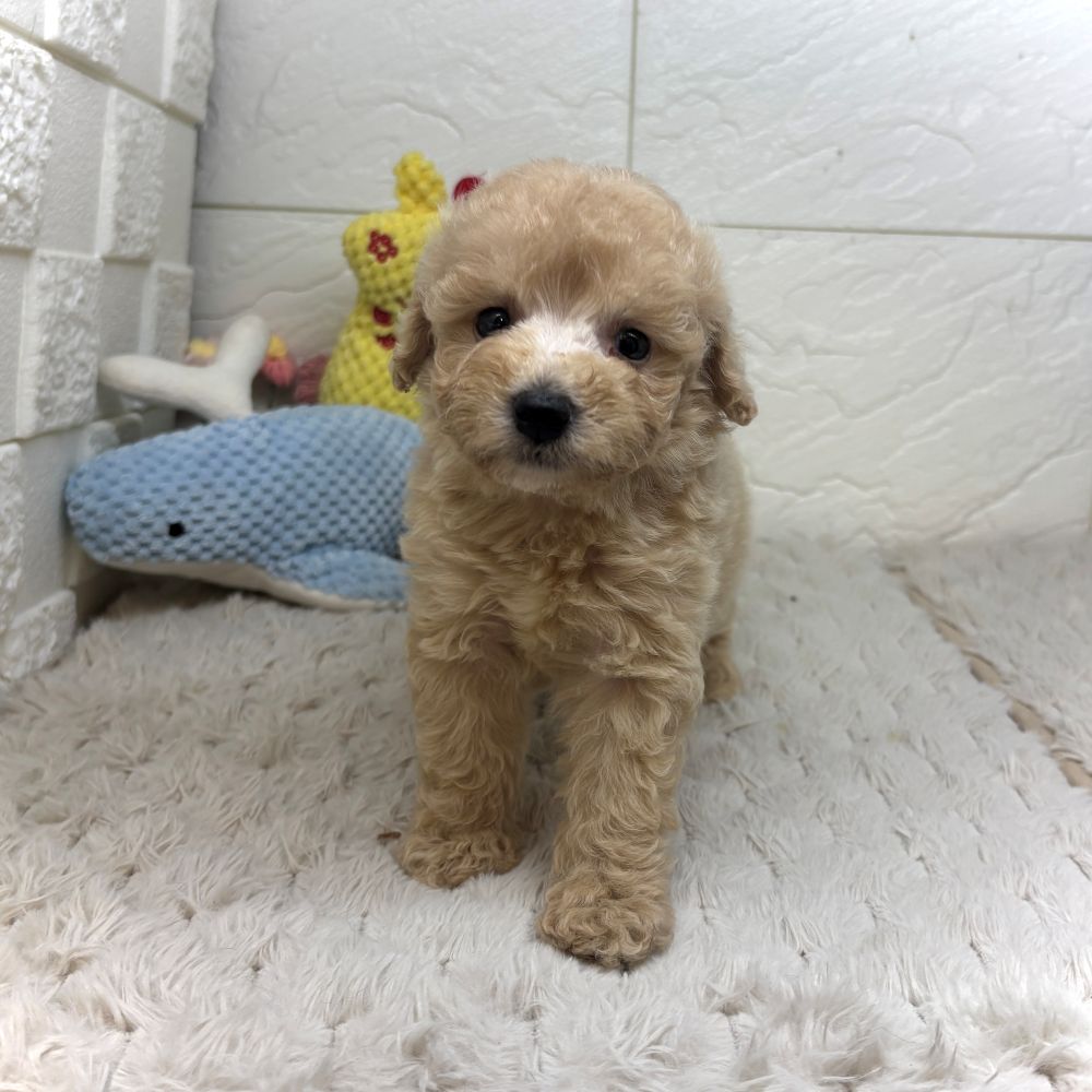 兵庫県のビションプー(ビションフリーゼ×プードル) (犬の家＆猫の里ゆめタウン姫路店/2026年7月11日生まれ/女の子/アプリコット)の子犬の4枚目の画像