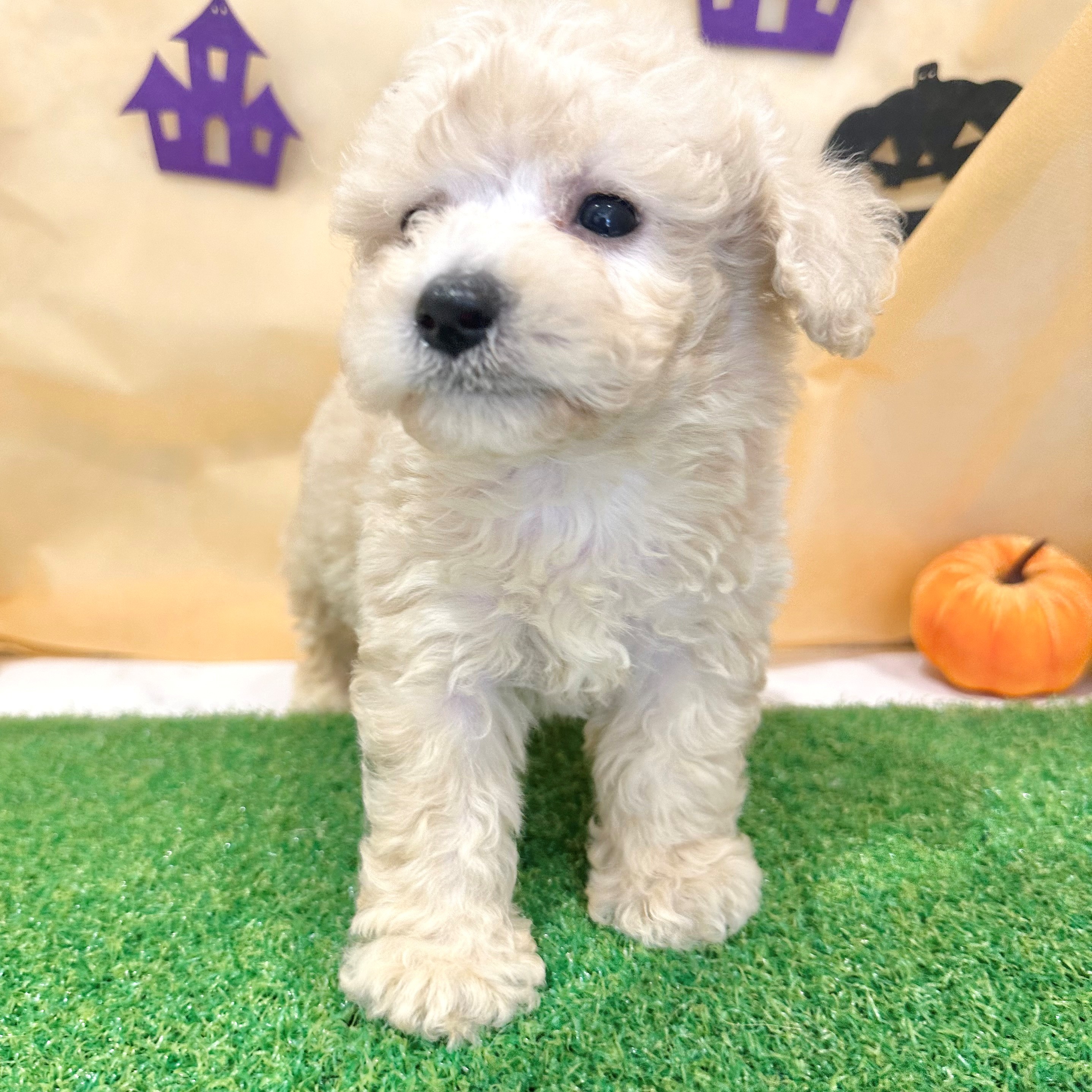 福岡県のビションプー(ビションフリーゼ×プードル) (犬の家＆猫の里くりえいと宗像店/2026年7月11日生まれ/男の子/アプリコット)の子犬の4枚目の画像