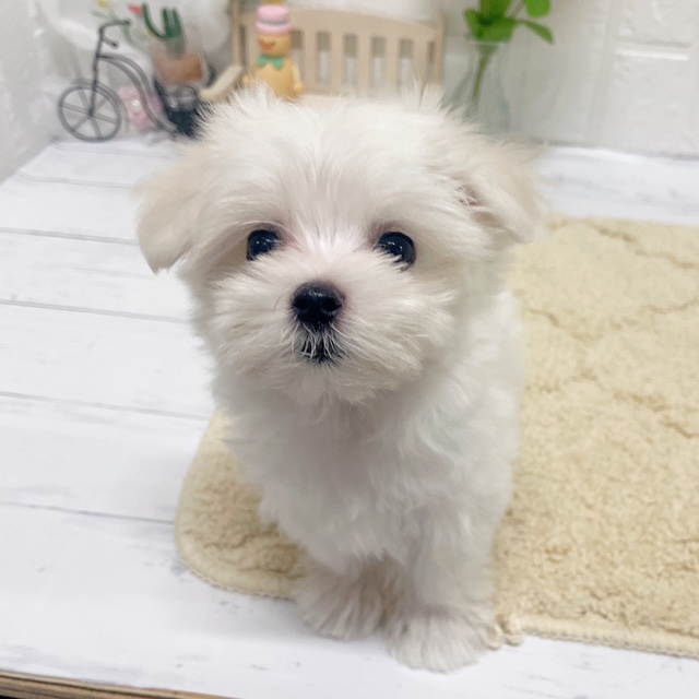 岡山県のマルチーズ (犬の家＆猫の里岡山店/2026年7月11日生まれ/女の子/ホワイト)の子犬の4枚目の画像
