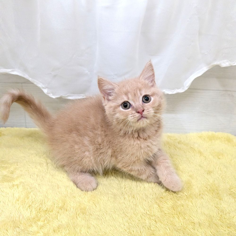 愛知県のマンチカン (犬の家＆猫の里碧南店/2026年7月8日生まれ/男の子/クリームタビー)の子猫の4枚目の画像