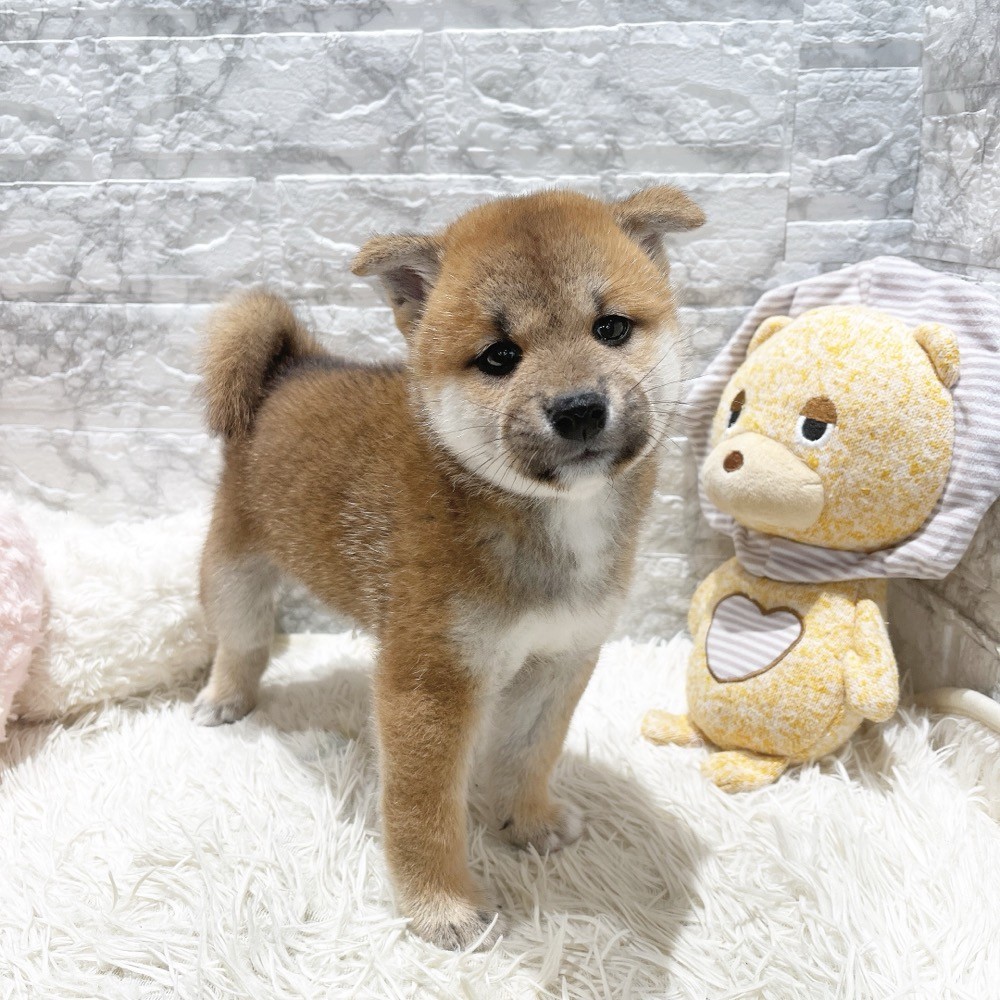 愛知県の柴犬(標準サイズ) (犬の家＆猫の里MiO香久山店/2026年7月12日生まれ/男の子/赤)の子犬の4枚目の画像