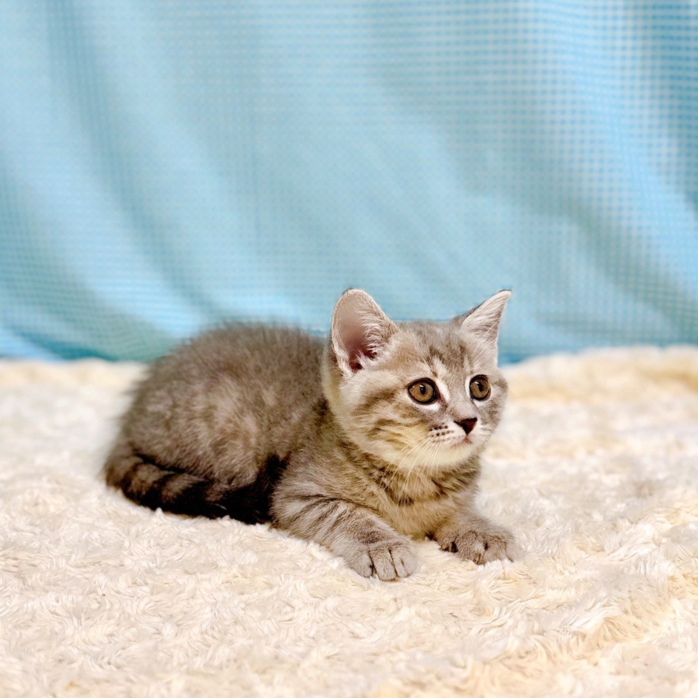 愛知県のスコティッシュフォールド (犬の家＆猫の里一宮店/2026年7月12日生まれ/女の子/ブルータビー)の子猫の4枚目の画像