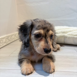 愛知県のミニチュアダックスフンド(ロング) (犬の家＆猫の里春日井本店/2026年7月12日生まれ/男の子/シルバーダップル)の子犬の4枚目の画像