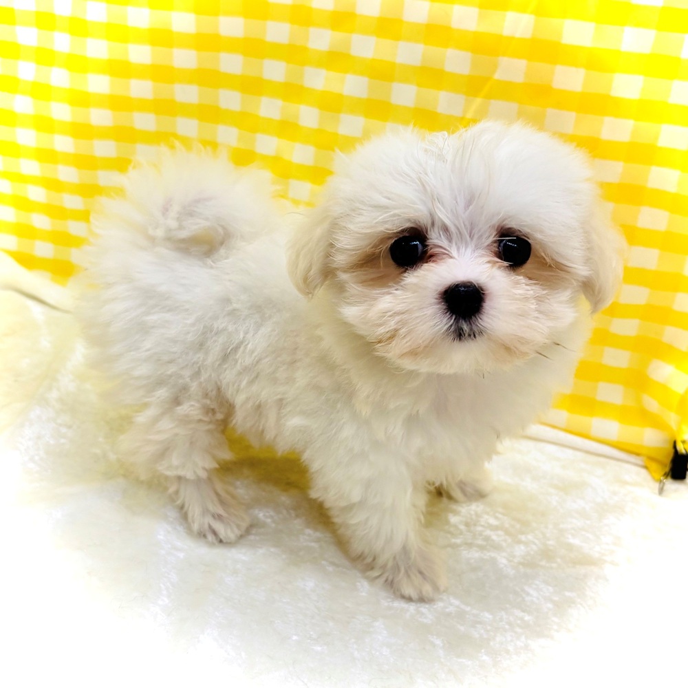 愛知県のマルチーズ (犬の家＆猫の里名古屋天白店/2026年7月10日生まれ/女の子/ホワイト)の子犬の4枚目の画像