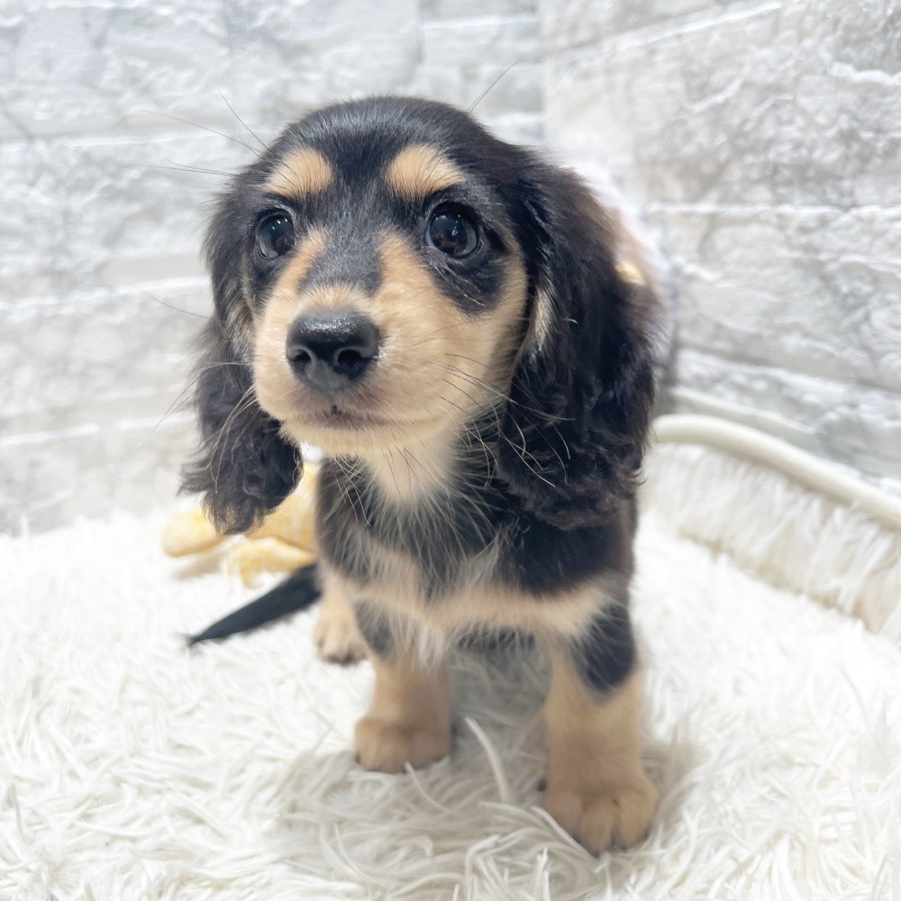 愛知県のミニチュアダックスフンド(ロング) (犬の家＆猫の里MiO香久山店/2026年7月11日生まれ/女の子/ブラックイエロー)の子犬の4枚目の画像