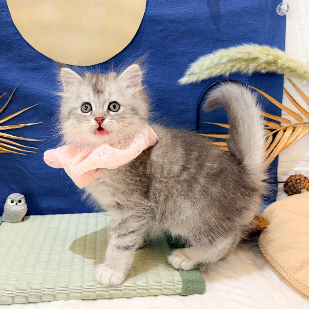 静岡県のサイベリアン (犬の家＆猫の里富士店/2026年7月11日生まれ/女の子/シルバーパッチドタビー)の子猫の4枚目の画像