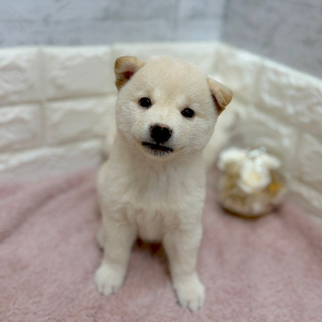 静岡県の柴犬(標準サイズ) (犬の家＆猫の里プレ葉ウォーク浜北店/2026年7月13日生まれ/男の子/白)の子犬の4枚目の画像