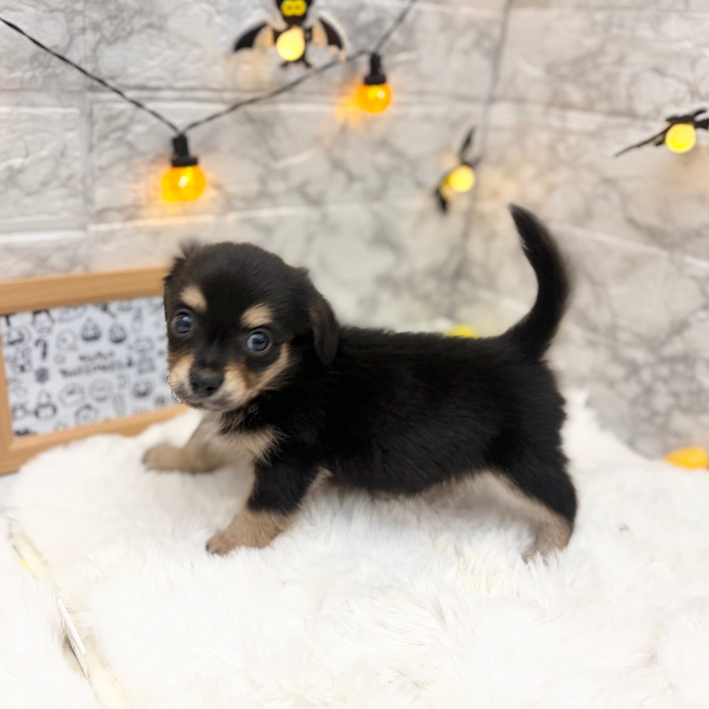静岡県のチワックス(チワワ×ダックス) (犬の家＆猫の里MEGAドン・キホーテ袋井店/2026年7月13日生まれ/男の子/ブラックタン)の子犬の4枚目の画像