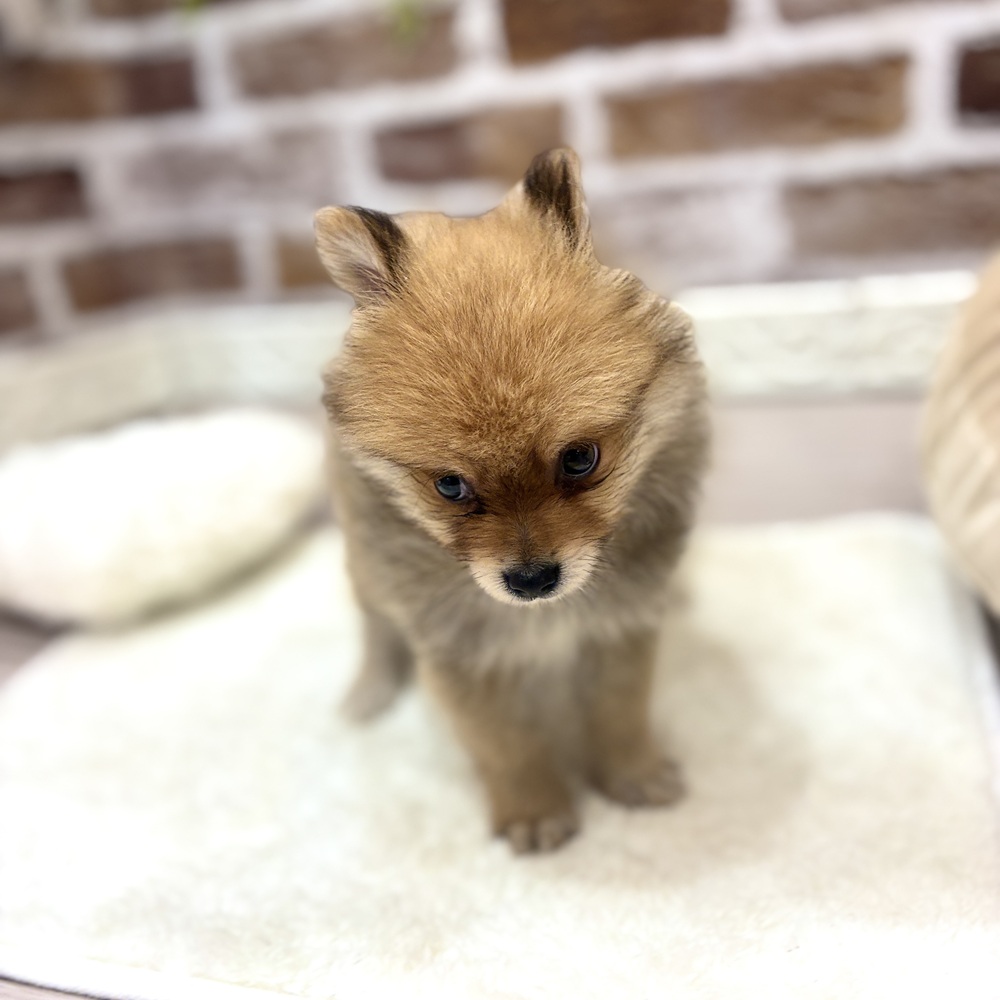 三重県のポメラニアン (犬の家＆猫の里三重桑名店/2026年7月13日生まれ/男の子/オレンジ)の子犬の4枚目の画像