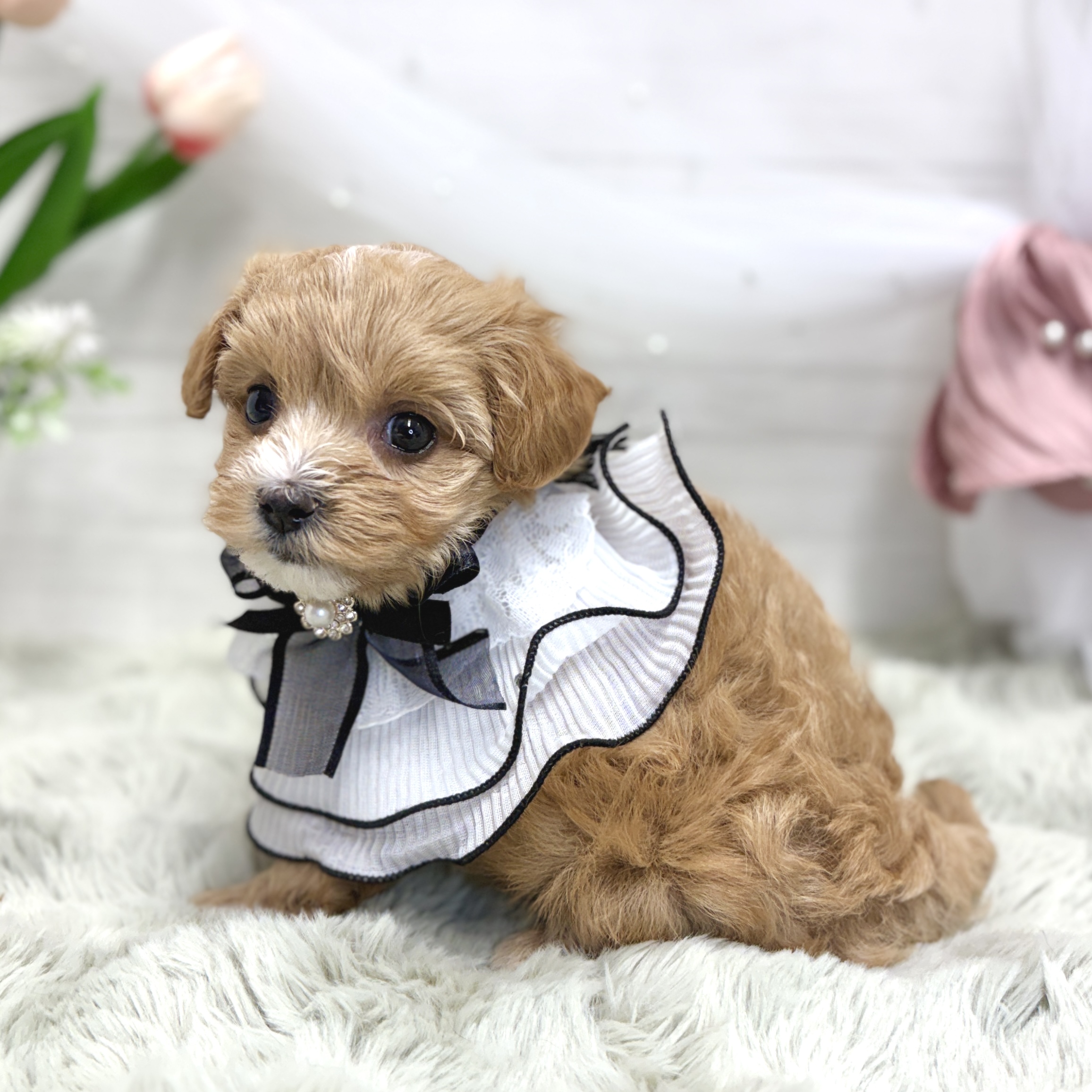 神奈川県のマルプー(マルチーズ×プードル) (犬の家＆猫の里相模原店/2026年7月14日生まれ/女の子/アプリコット)の子犬の4枚目の画像