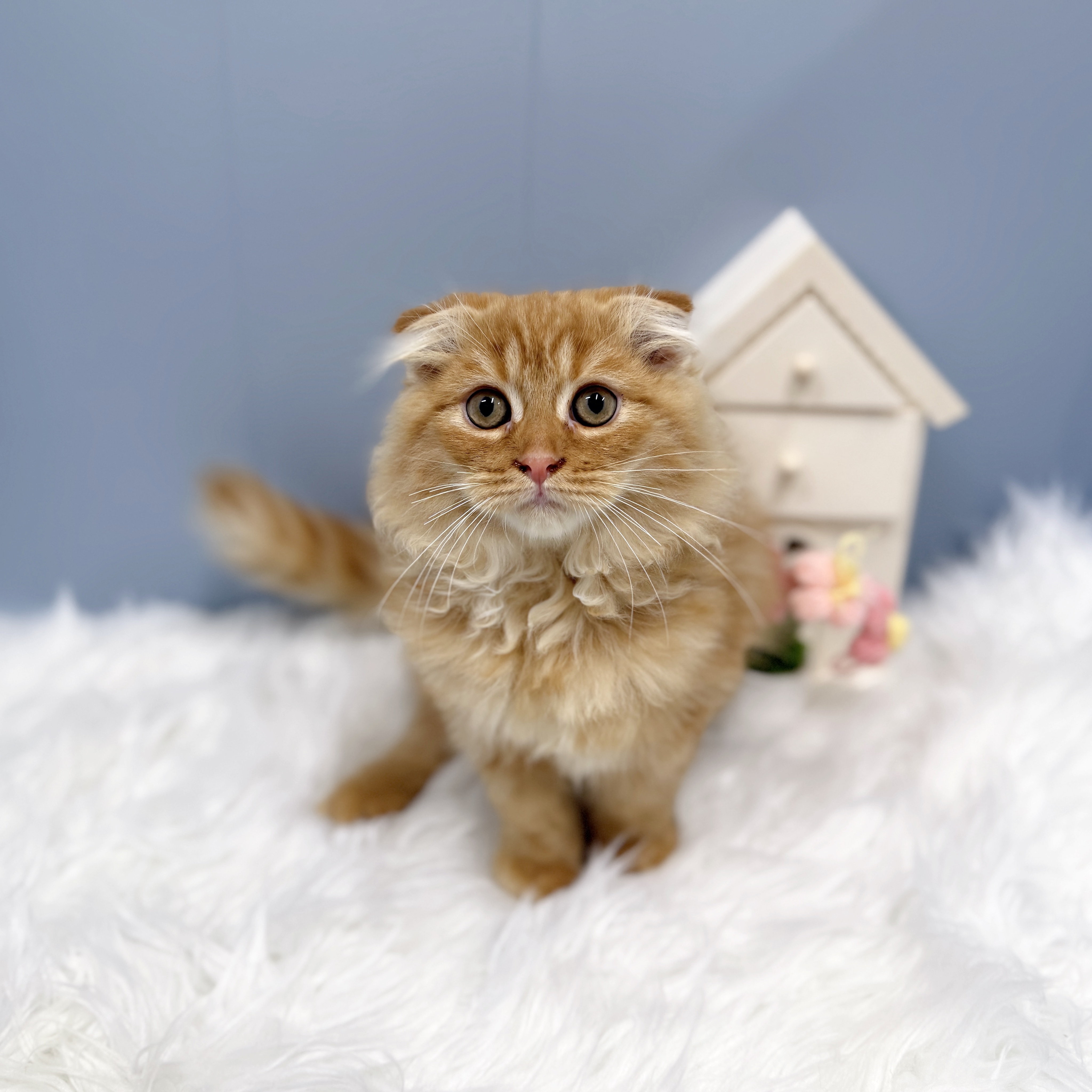 愛知県のスコティッシュフォールド (犬の家＆猫の里岡崎店/2026年7月14日生まれ/男の子/レッドタビー)の子猫の4枚目の画像