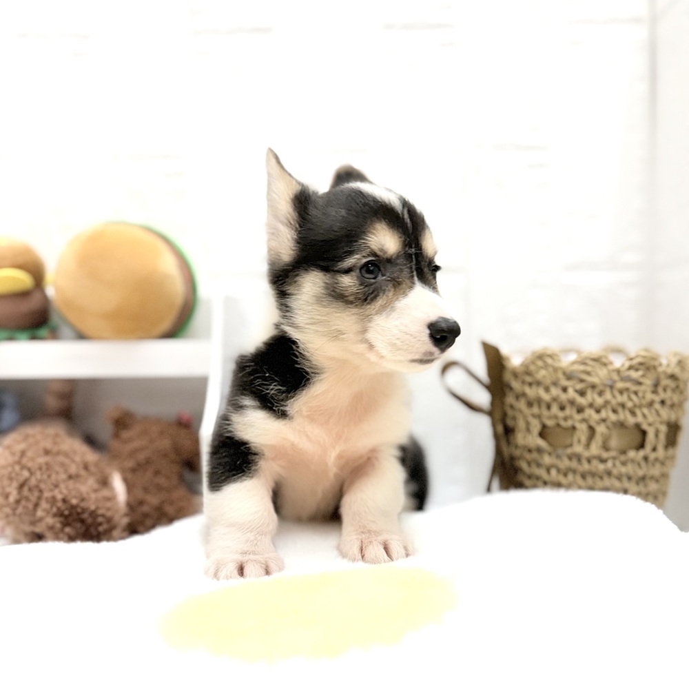 愛知県のウェルシュコーギーペンブローク (犬の家＆猫の里豊川インター店/2026年7月13日生まれ/女の子/ブラックホワイトタン)の子犬の4枚目の画像