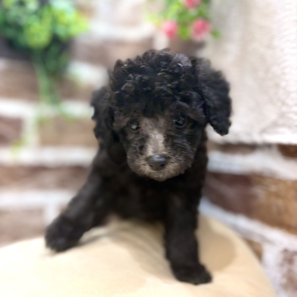 三重県のトイプードル(トイ) (犬の家＆猫の里三重桑名店/2026年7月10日生まれ/女の子/シルバー)の子犬の4枚目の画像