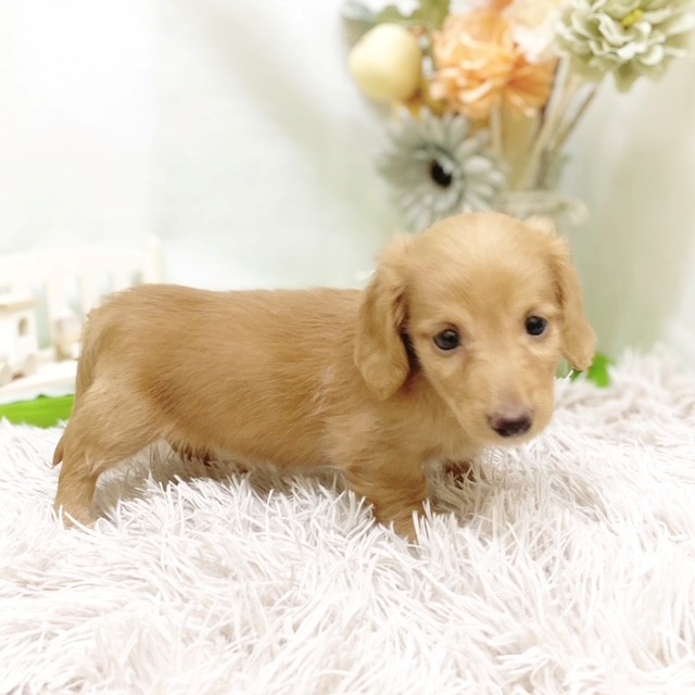 静岡県のミニチュアダックスフンド(ロング) (犬の家＆猫の里藤枝店/2026年7月14日生まれ/女の子/レッド)の子犬の4枚目の画像