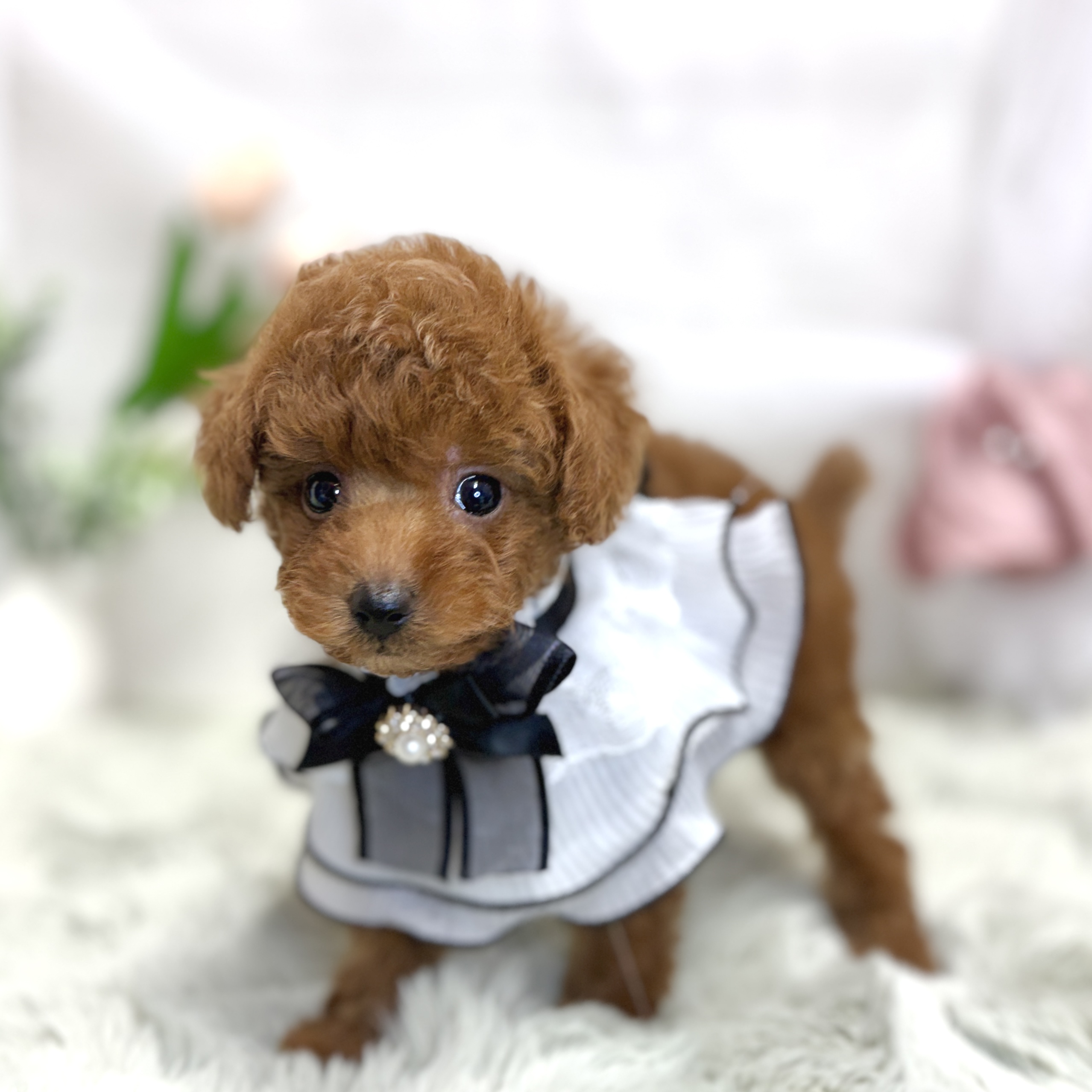 神奈川県のトイプードル(トイ) (犬の家＆猫の里相模原店/2026年7月13日生まれ/女の子/レッド)の子犬の4枚目の画像