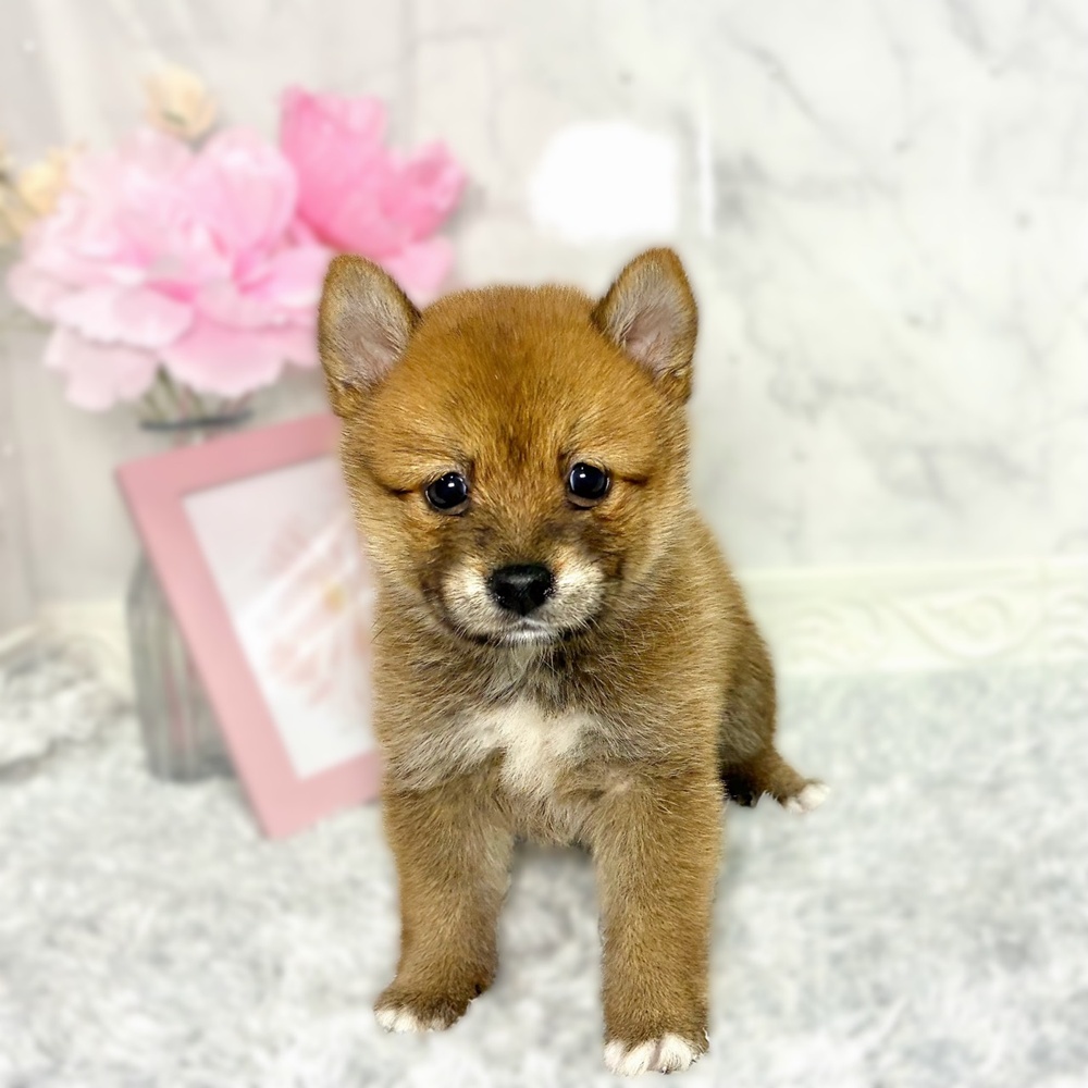福井県のポメ柴/豆ポメ/ポメ豆柴(ポメラニアン×柴犬) (犬の家＆猫の里福井店/2026年7月11日生まれ/女の子/赤)の子犬の4枚目の画像