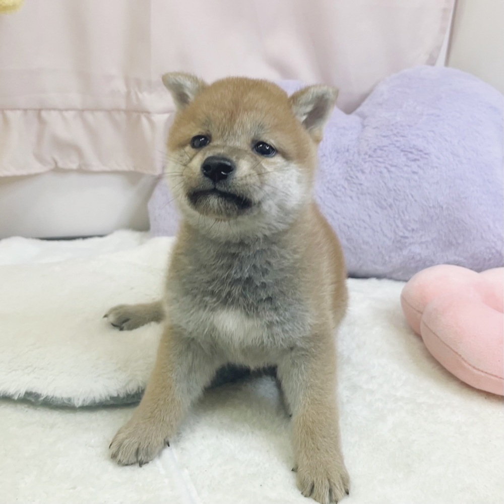 静岡県の柴犬(標準サイズ) (犬の家＆猫の里マークイズ静岡店/2026年7月10日生まれ/男の子/赤)の子犬の4枚目の画像