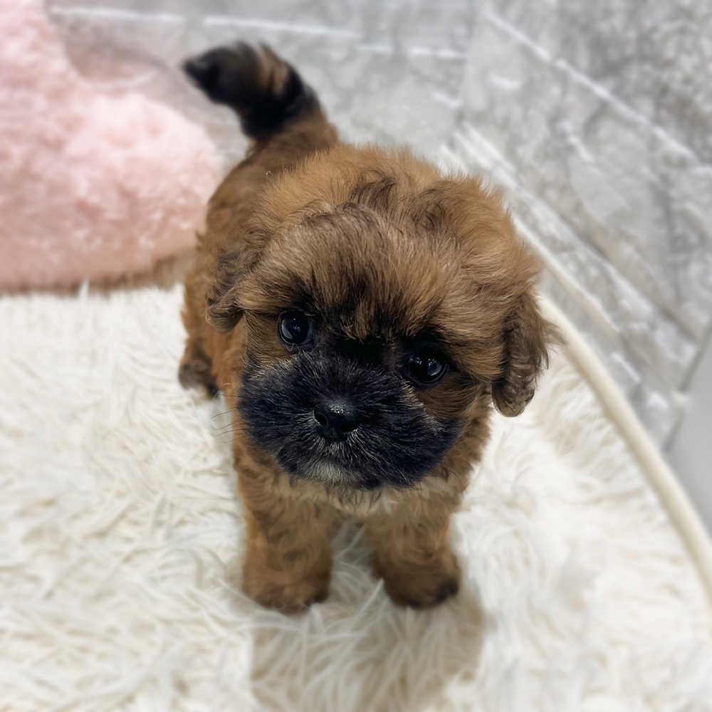 愛知県のプーズー/プーシーズ(プードル×シーズー) (犬の家＆猫の里MiO香久山店/2026年7月13日生まれ/男の子/レッド)の子犬の4枚目の画像
