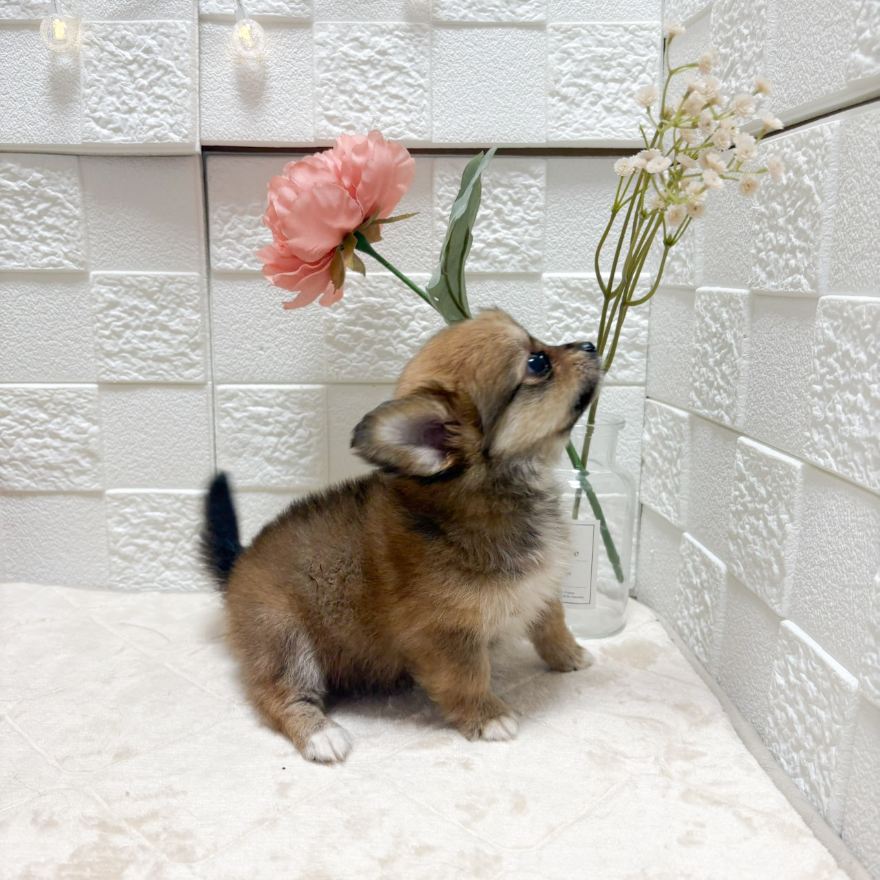 東京都のポメックス(ポメラニアン×ダックス) (犬の家＆猫の里ペットフォレスト小平店/2026年7月12日生まれ/女の子/レッド)の子犬の4枚目の画像