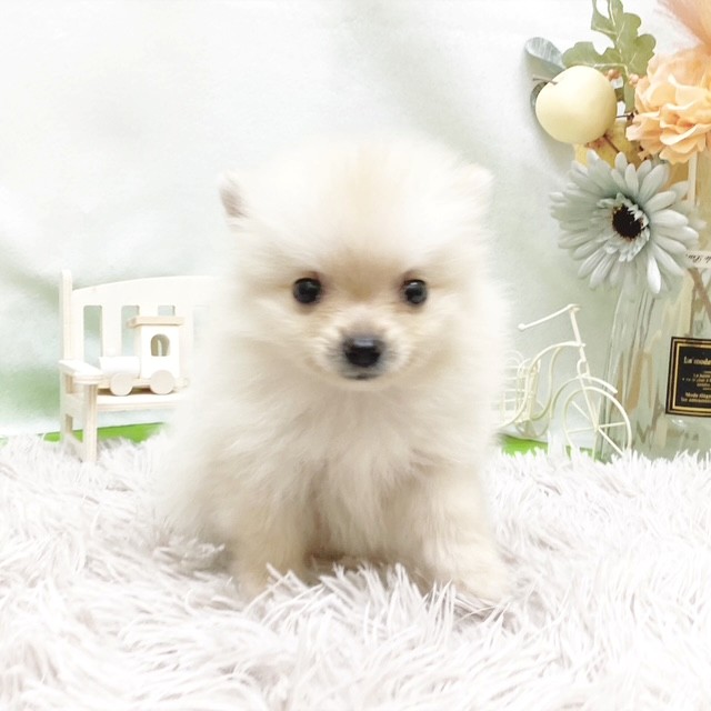 静岡県のポメラニアン (犬の家＆猫の里藤枝店/2026年7月14日生まれ/女の子/クリーム)の子犬の4枚目の画像