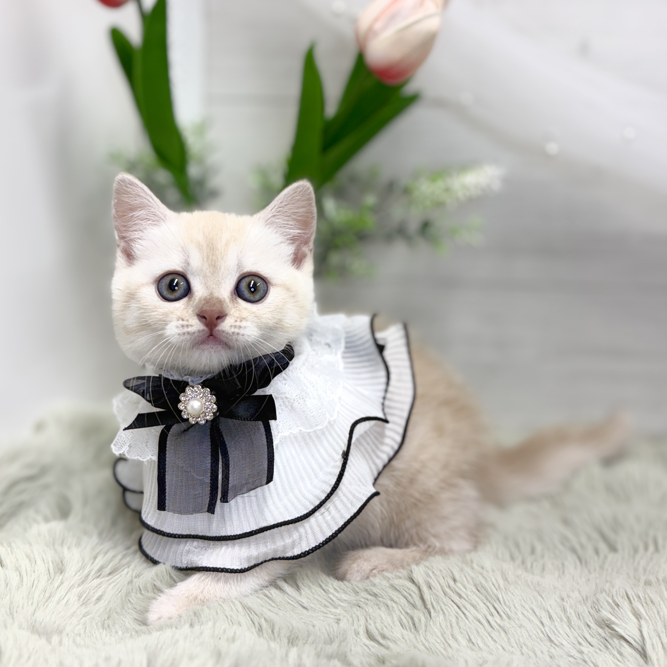 神奈川県のブリティッシュショートヘアー (犬の家＆猫の里相模原店/2026年7月13日生まれ/女の子/クリームタビー)の子猫の4枚目の画像