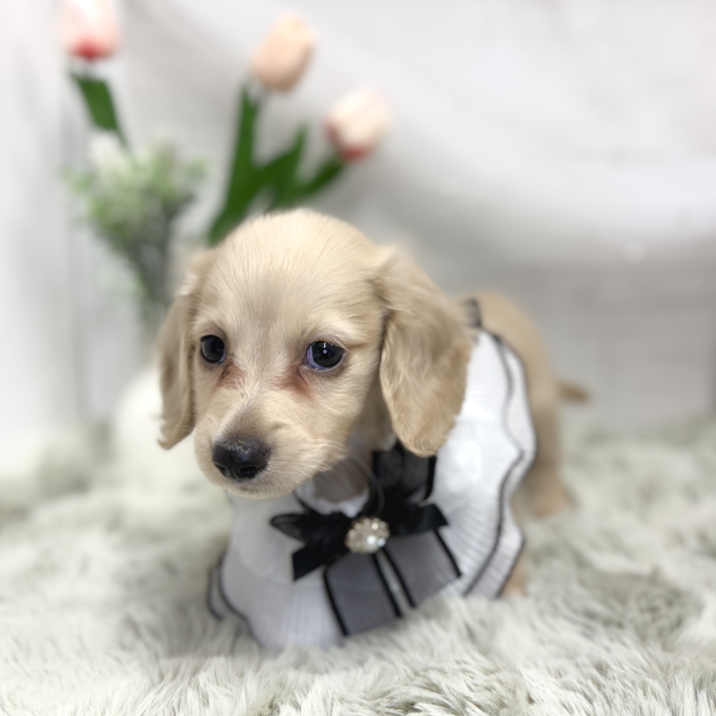 神奈川県のミニチュアダックスフンド(ロング) (犬の家＆猫の里相模原店/2026年7月14日生まれ/男の子/イエロー)の子犬の4枚目の画像