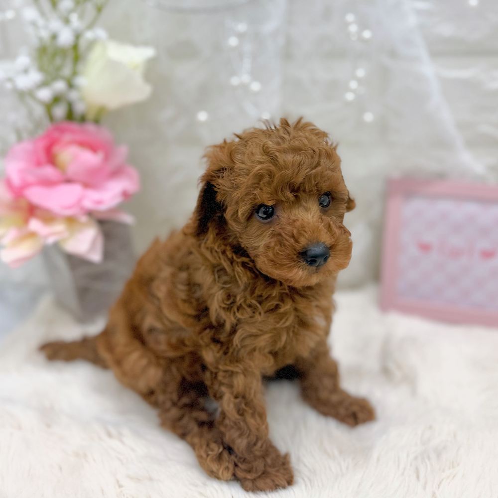 福井県のトイプードル(トイ) (犬の家＆猫の里アミーゴ福井大和田店/2026年7月13日生まれ/女の子/レッド)の子犬の4枚目の画像