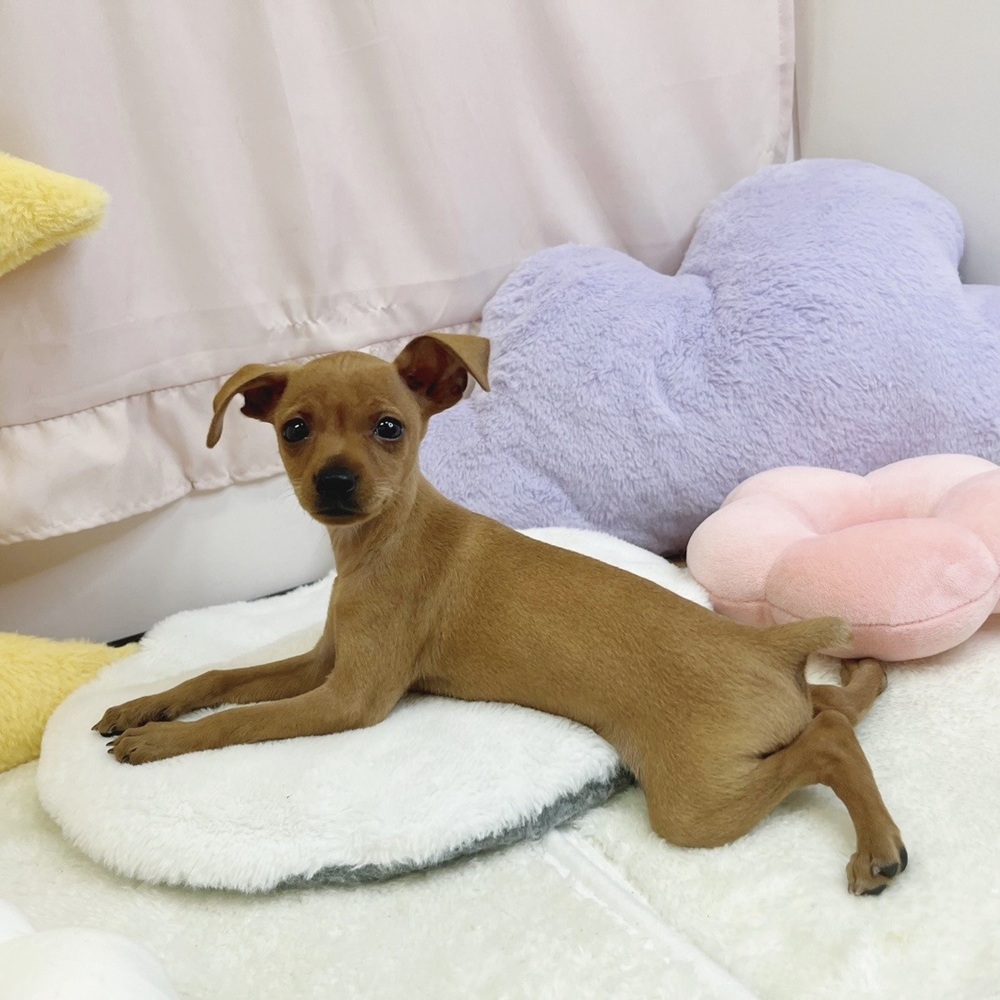 静岡県のミニチュアピンシャー (犬の家＆猫の里マークイズ静岡店/2026年7月8日生まれ/男の子/レッド)の子犬の4枚目の画像