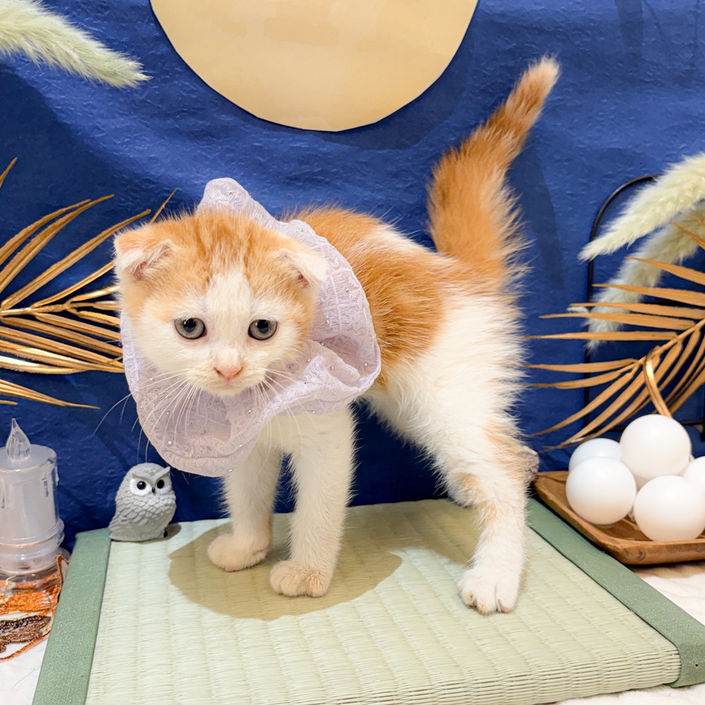 静岡県のスコティッシュフォールド (犬の家＆猫の里富士店/2026年7月13日生まれ/男の子/レッドタビーホワイト)の子猫の4枚目の画像