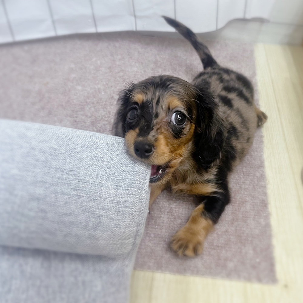 長野県のミニチュアダックスフンド(ロング) (犬の家＆猫の里塩尻店/2026年7月14日生まれ/女の子/シルバーダップル)の子犬の4枚目の画像
