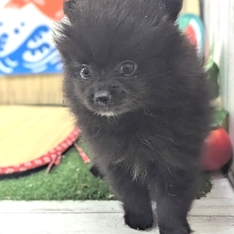 神奈川県のポメラニアン (犬の家＆猫の里小田原店/2026年7月13日生まれ/男の子/ブラック)の子犬の4枚目の画像