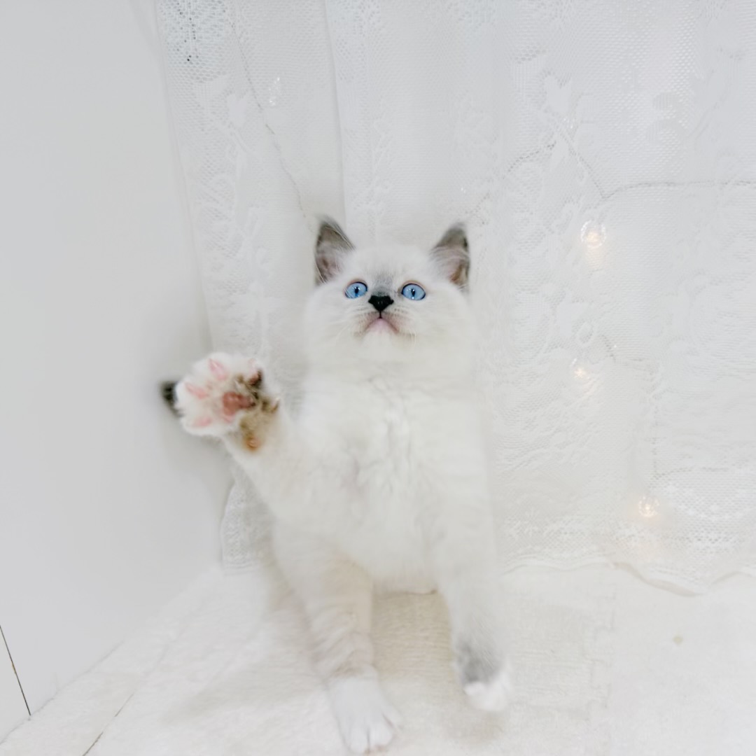 千葉県のラグドール (犬の家＆猫の里BIGHOPガーデンモール印西店/2026年7月14日生まれ/男の子/ブルーポイントミテッド)の子猫の4枚目の画像