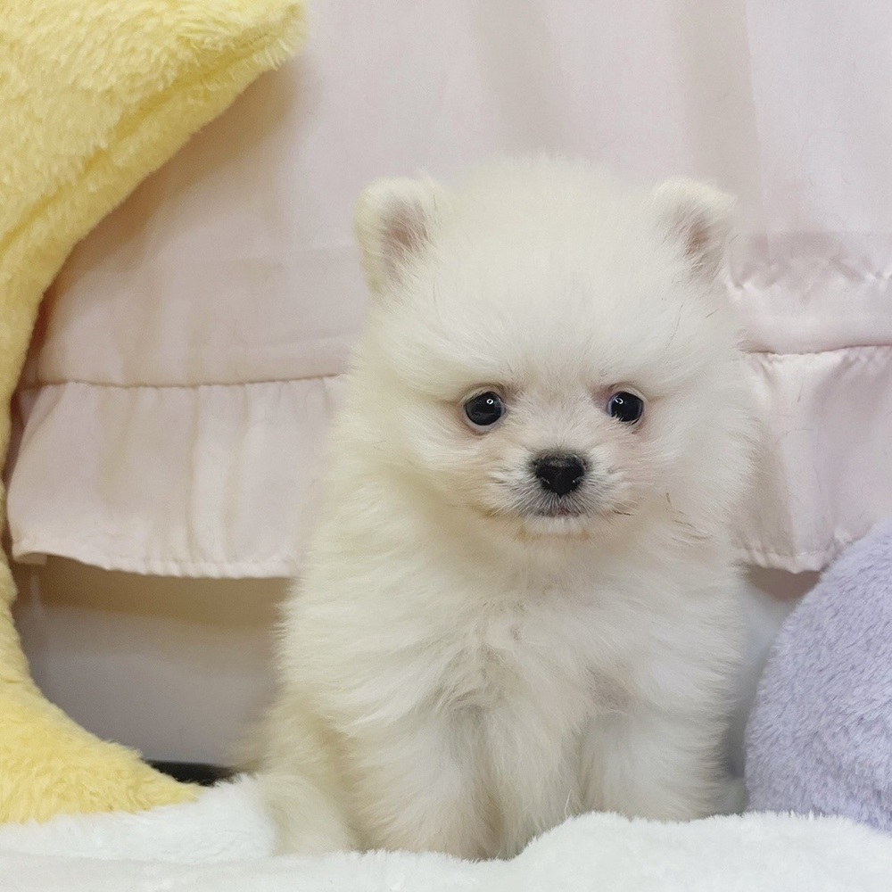 静岡県のポメラニアン (犬の家＆猫の里マークイズ静岡店/2026年7月14日生まれ/女の子/クリーム)の子犬の4枚目の画像